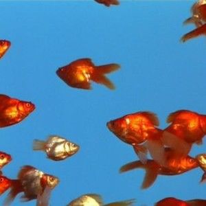 Meet your Posher, Xniy